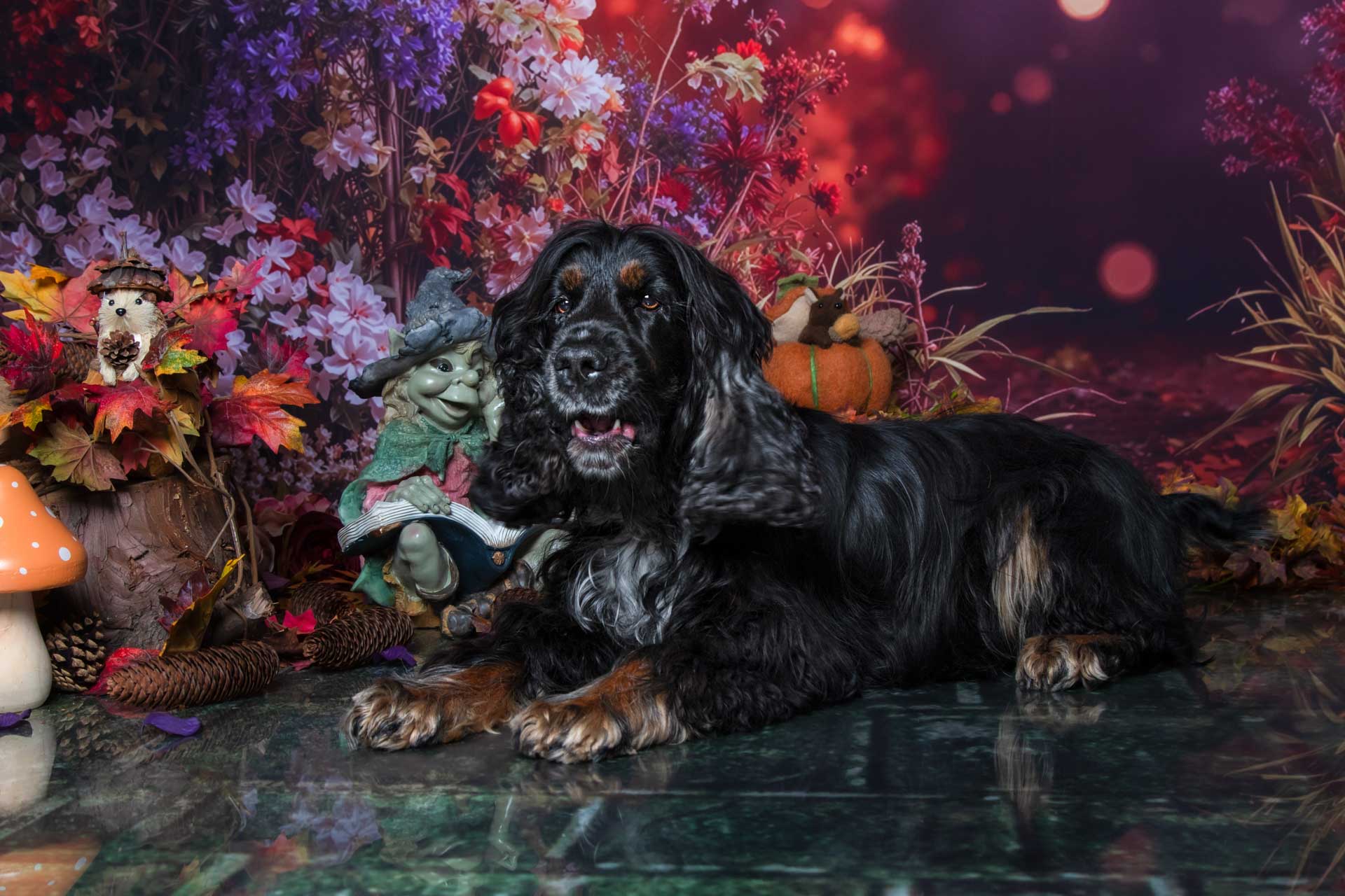 Le chien et l'automne