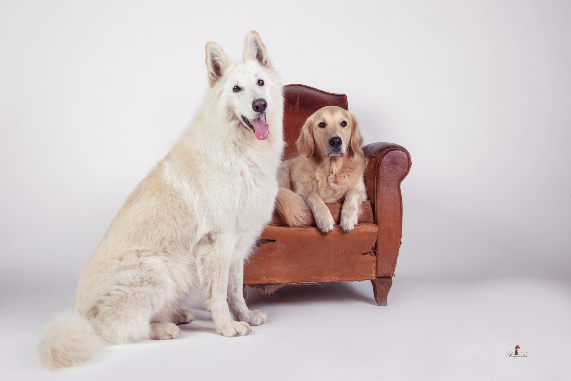 Un fauteuil pour deux chiens